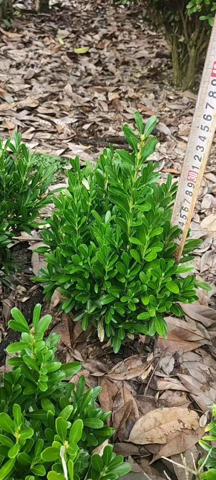 豆瓣黄杨大杯 小杯 地苗 常用地被品种 四川苗木基地 小区园林绿化批发