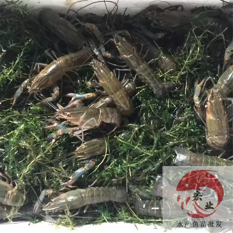 葫芦岛市小龙虾苗基地 苗场供应澳龙苗