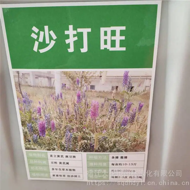 新牧草种籽 沙打旺种子 发芽率好 量小可快递 提供种植技术