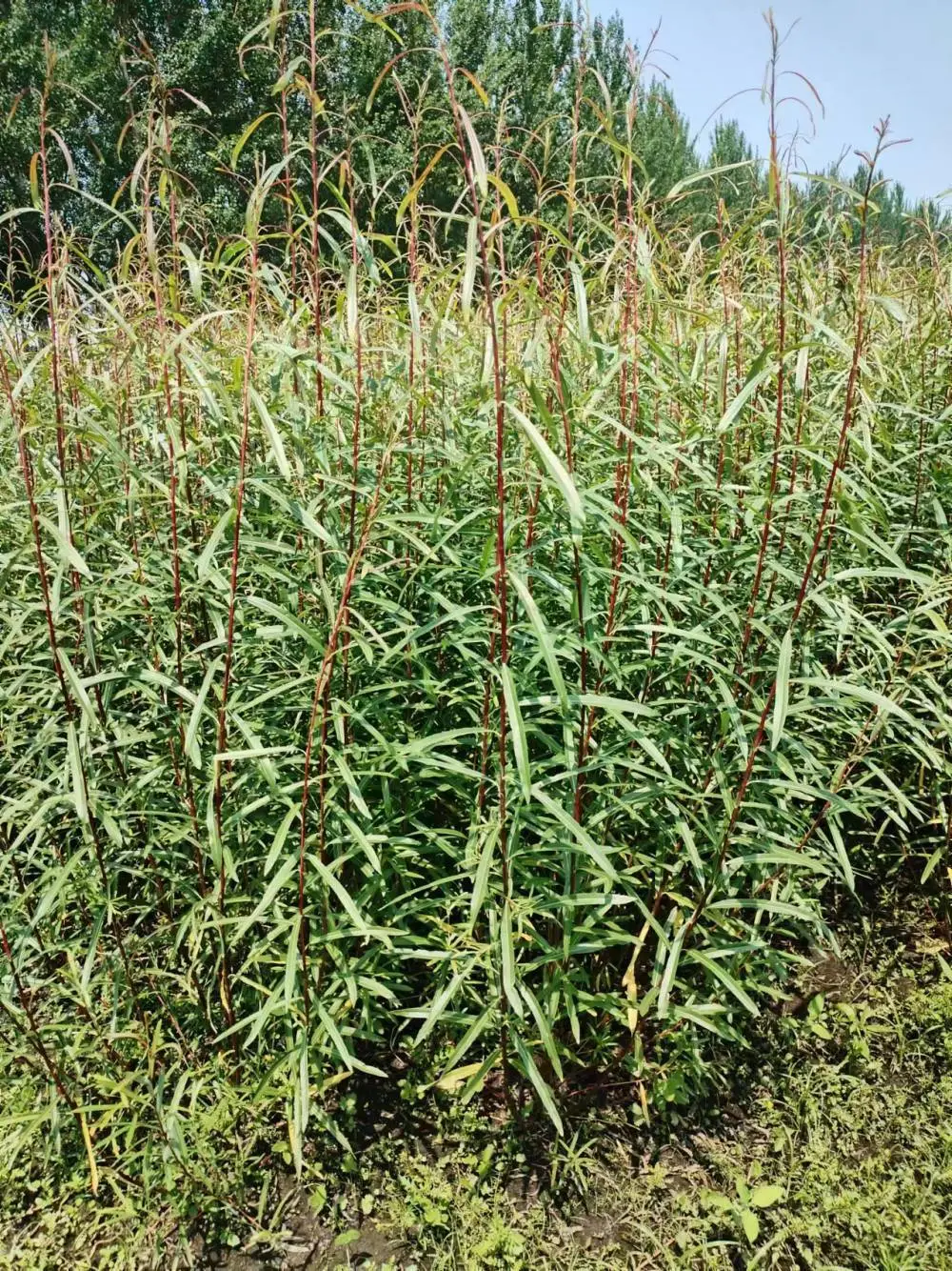 辽宁省本溪市柳条种植基地主营灌木杞柳@灌木柳 大杯小杯苗基地批发 庭院园林绿化地被景观工程苗
