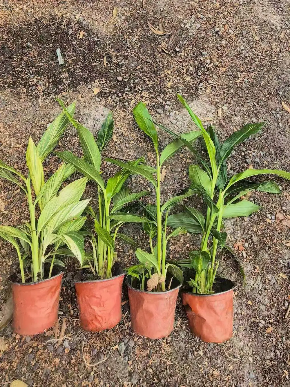 花叶良姜小苗 重庆苗木基地供应双色茉莉 景区花坛广场绿化苗