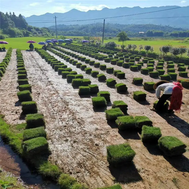 结缕草每捆价格 信誉可靠日本结缕草坪勇橙草皮绿化