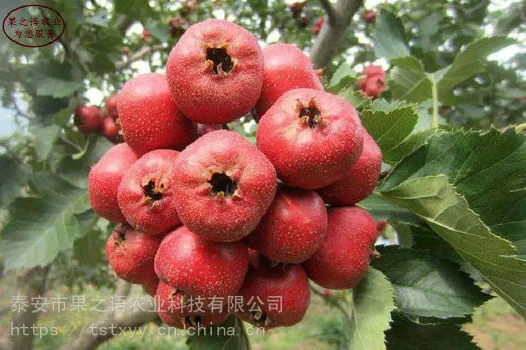 大金星山楂树苗