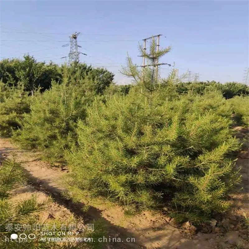1米白皮松 树苗价格咨询 白皮松 种苗小苗栽培 帅阳 供应基地