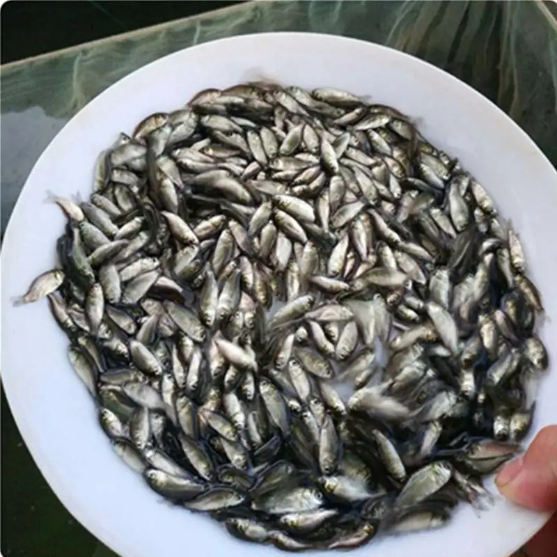 牟平 石门 防城港白鲫鱼苗,鲫瓜子鱼苗,鲫鱼 行情