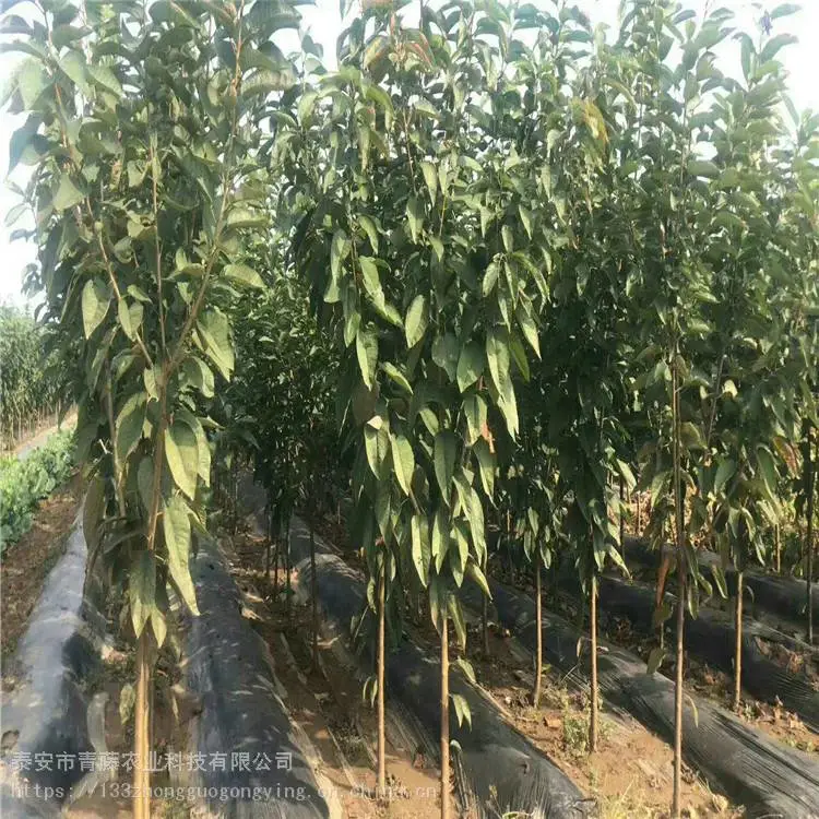 朱砂樱桃苗 青藤农业 大棚培育樱桃