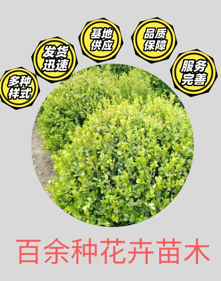 郑州棣棠球图片鑫凯花卉常年供应量大***