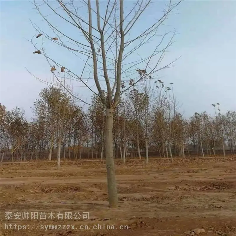 9公分法桐 批发低价 帅阳 自产自销 法桐 经销商家