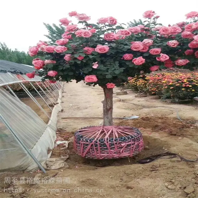 关中西安本地苗圃 园林观花植物 营养杯月季苗 本地花木小苗