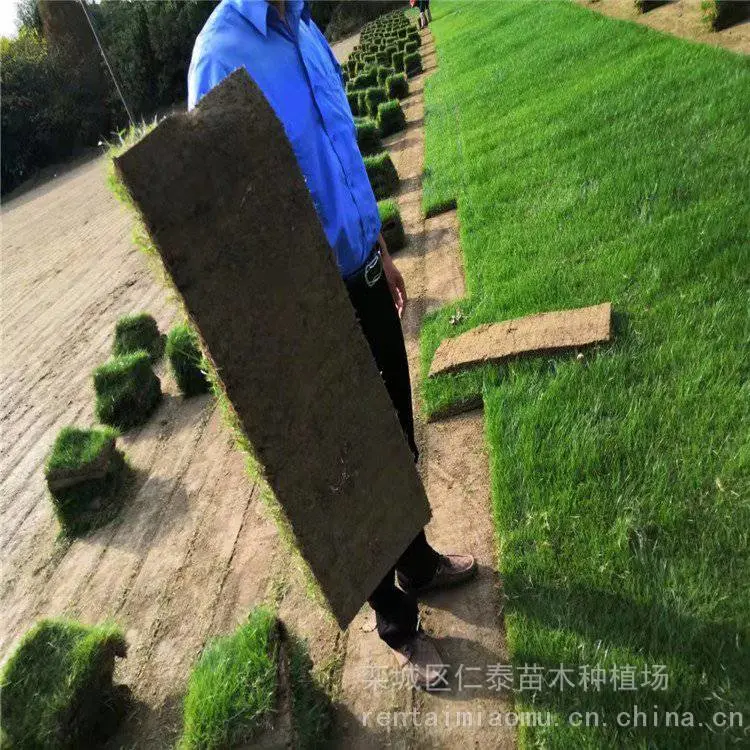 出售剪股颖草坪适应能力强易存活耐践踏基地直售耐热