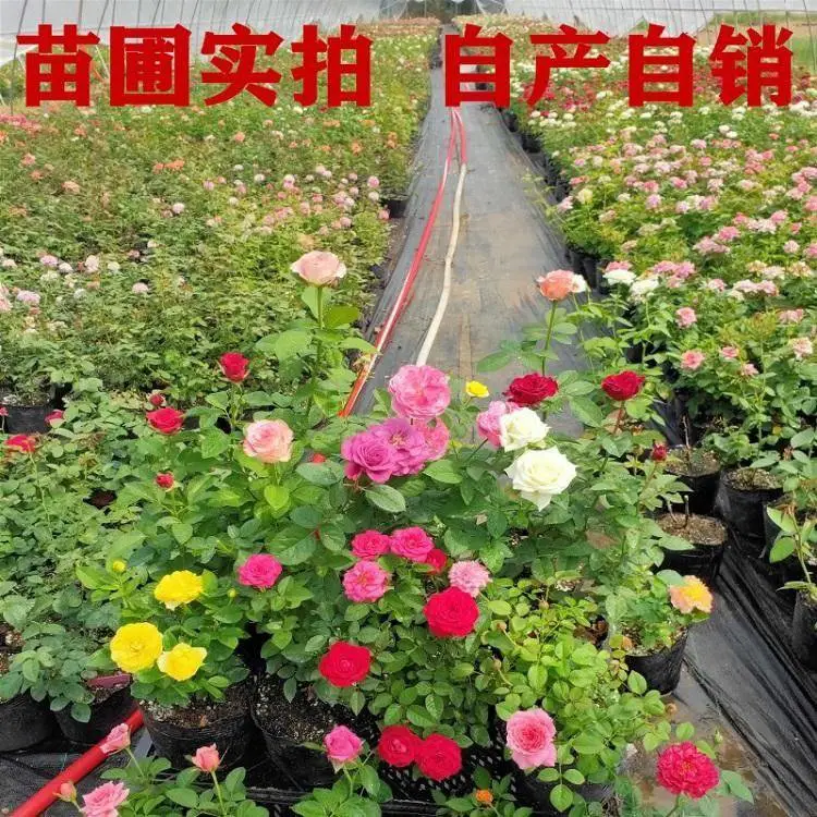 爬藤蔷薇花苗藤本月季大苗欧月大花玫瑰四季循环开花盆栽庭院植物