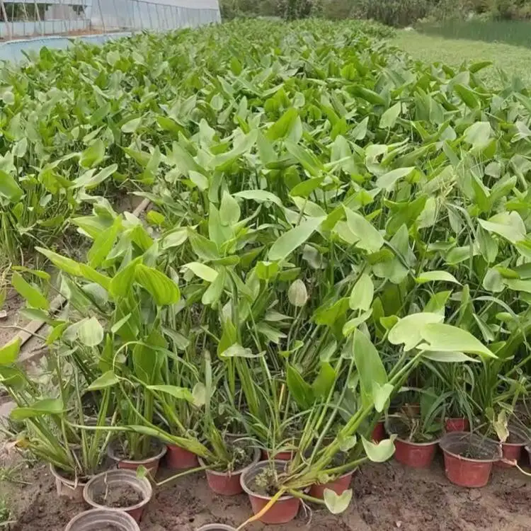 梭鱼草高度20-50cm湿地绿化工程苗河道池塘造景种植室内水培绿植