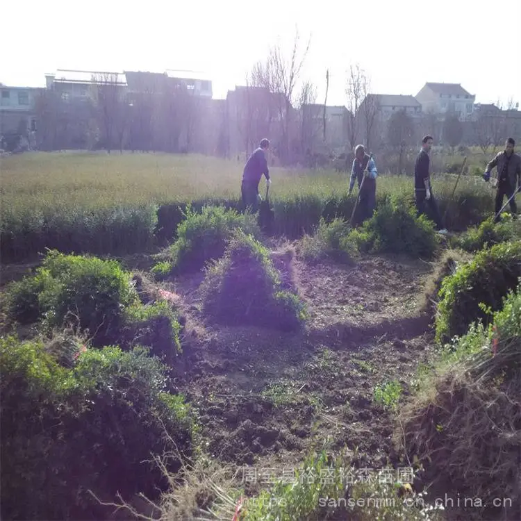 陕西西安苗木-观赏月季求购供应苗圃-周至红叶小波耐寒