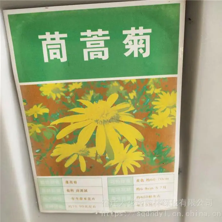 新菊花种籽 茼蒿菊种子 发芽率好 提供种植技术 支持快递发货