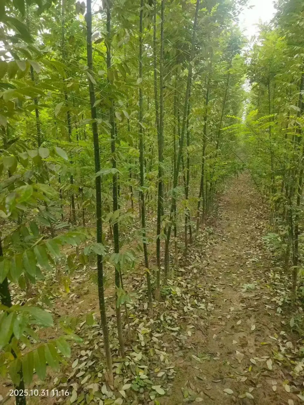 山东滨州淑女国槐小苗基地多少钱一颗,淑女国槐苗厂家上车价格,淑女国槐苗产地报价,淑女国槐苗木供应商