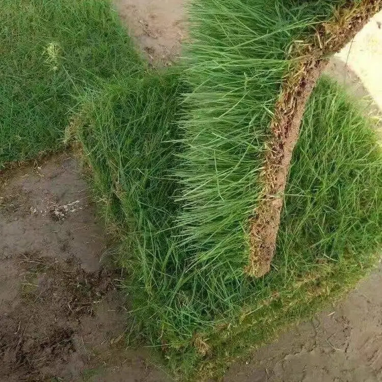 出售马尼拉草坪 马尼 拉草坪结缕草 带泥土草皮矮生百慕大