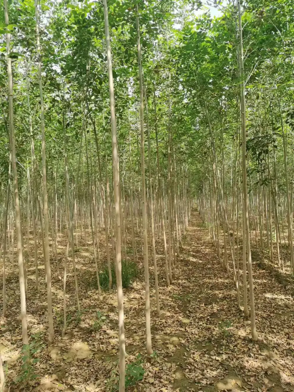 山东潍坊奎文速生白蜡树苗基地批发,2公分，4公分，5公分白蜡小苗产地报价,白蜡苗木供应商厂家上车价格