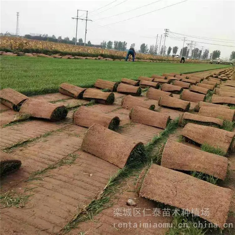 人工草种子每斤多少钱 黑麦草草坪 草皮卷 香椿种子
