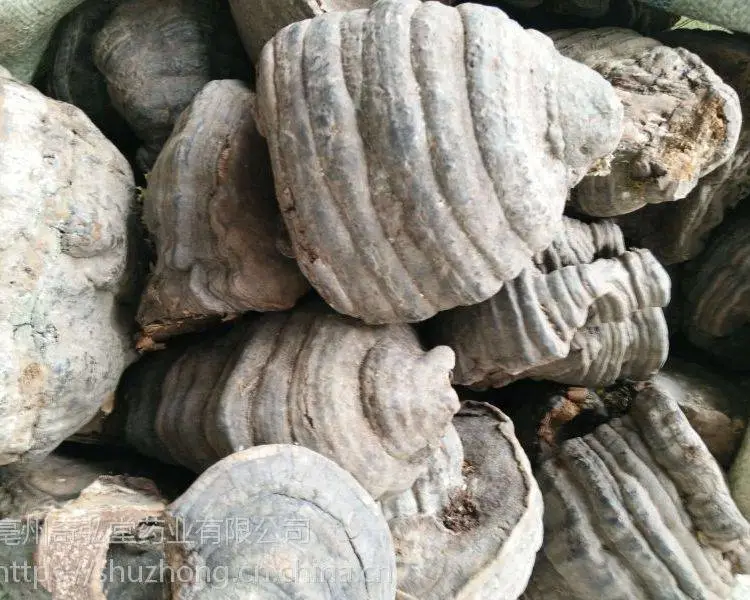 奇弘堂批发马蹄菌/树舌灵芝/白桦茸/无柄芝，产地出售，一手货源