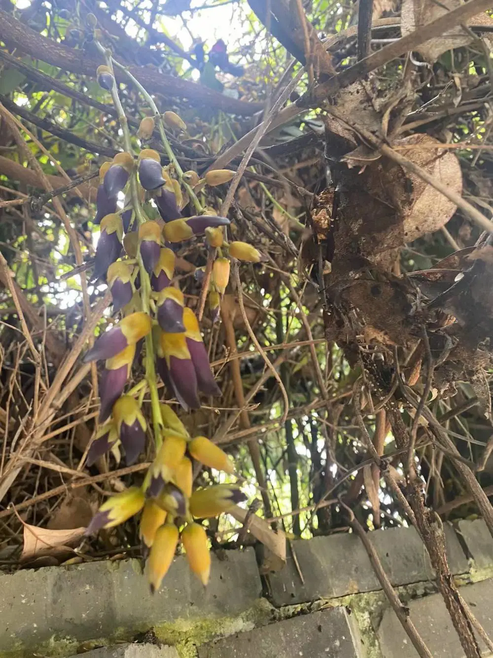常绿油麻藤矿山绿植小苗基地长度0.6-5米百万株杯苗