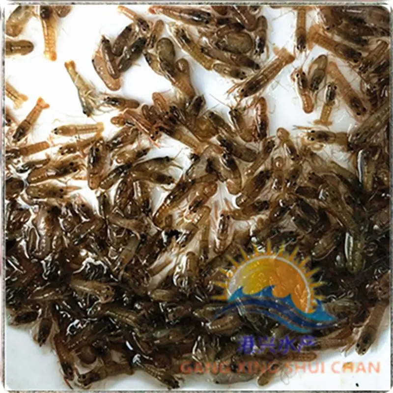 港兴水产养殖虾苗供应 澳洲龙虾苗 加州鲈鱼苗批发厂家 苗场