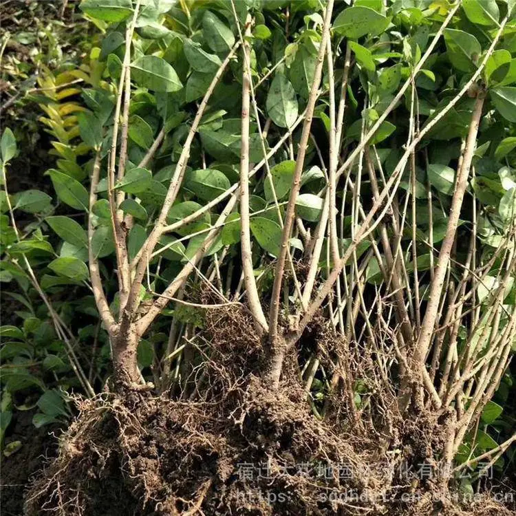 苗圃出售 高度30-45-50公分金叶女贞小苗 自己家种植