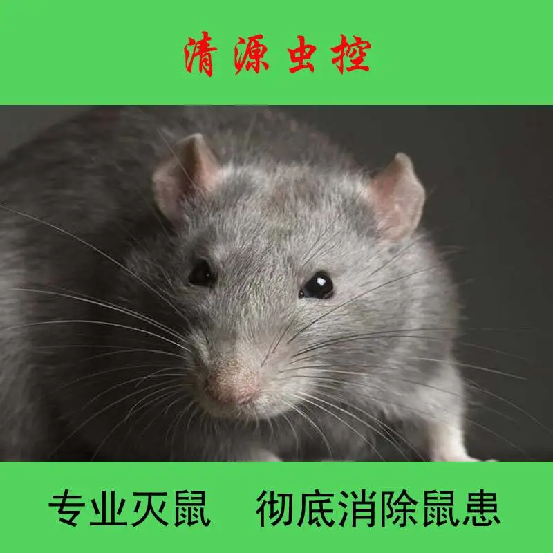 【清源虫控】滁州浦口家庭别墅灭鼠方法包年多少钱？