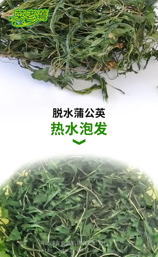 天下美食蒲公英，脱水，泡发率7-8倍，忆苦思甜的味道。厂家直供，全国常年供货。
