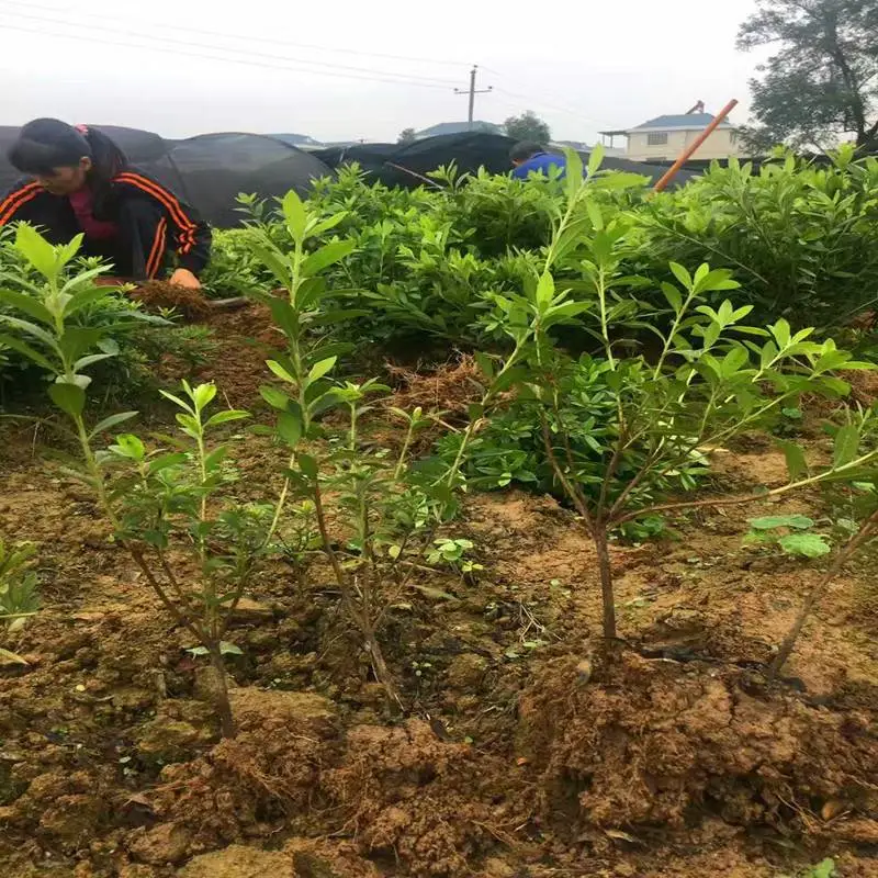 湖北天门杜鹃苗基地用心前行