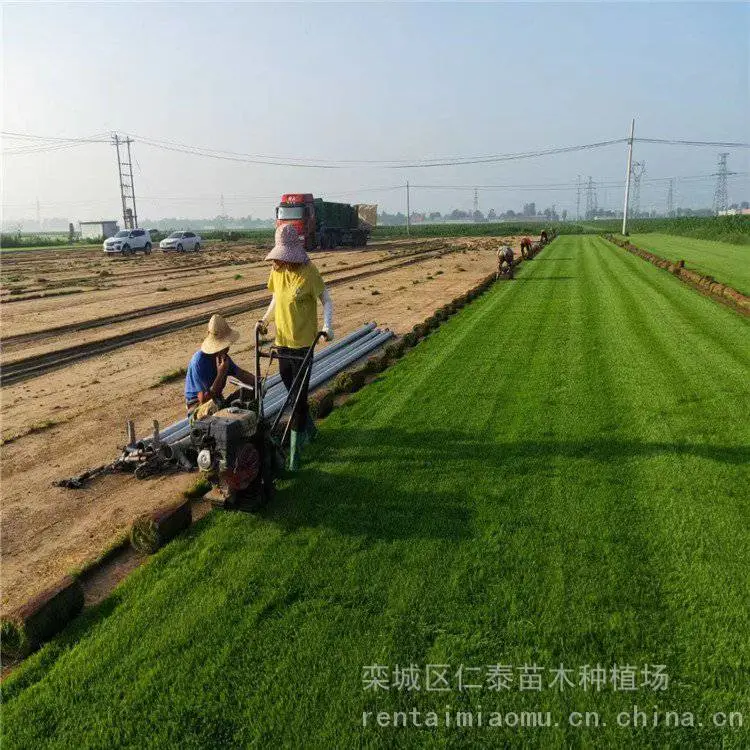 出售精品混播草 泥培马尼拉草坪 混播草坪草 坪种子齐全