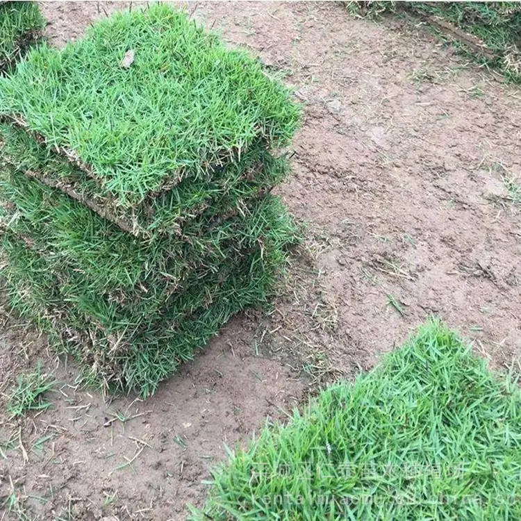复古嘟嘟传奇 一起激情 白三叶草籽 勋章菊种子 草坪na里便宜