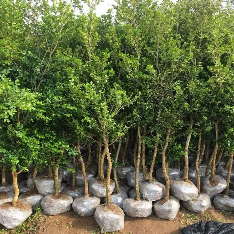 小叶黄杨绿篱苗高度50cm 耐寒庭院小区绿化苗大量供应用于色块带