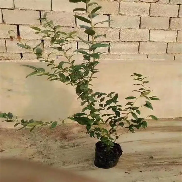 芭尔德温蓝莓苗栽培方法布里吉塔蓝莓苗施肥技术
