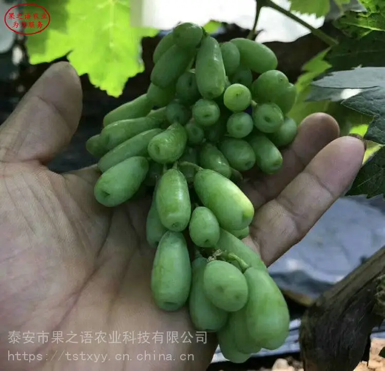 葡萄苗基地、克伦生葡萄苗、甜蜜蓝宝石葡萄苗现货
