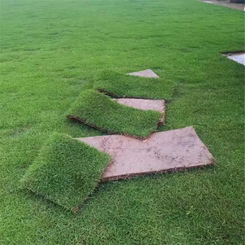 中华结缕草基地位置 台湾青草皮 草皮