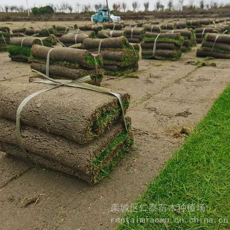波斯菊种子 黑心金光菊 道路绿化 ***草坪 紫松果菊花籽