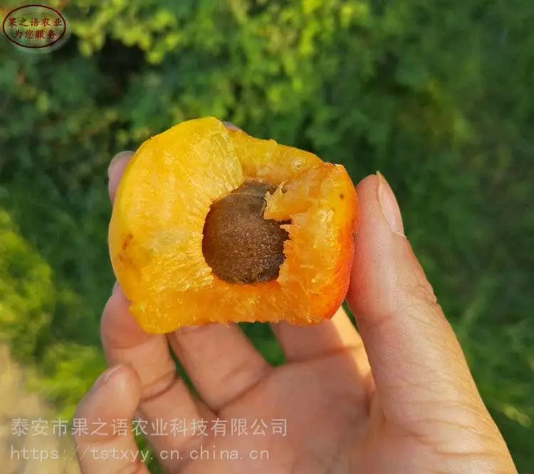 布来特兰蓝莓苗