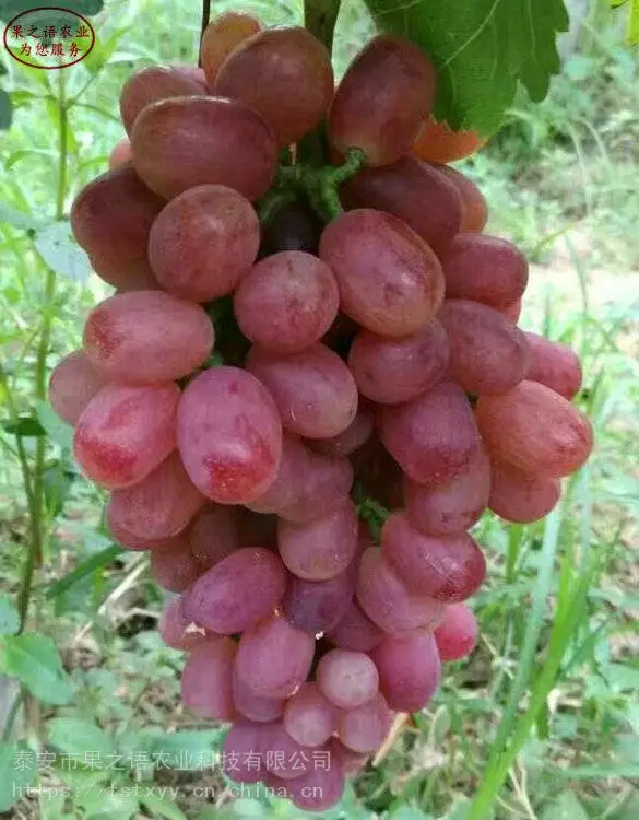 葡萄苗基地、克伦生葡萄苗、甜蜜蓝宝石葡萄苗现货