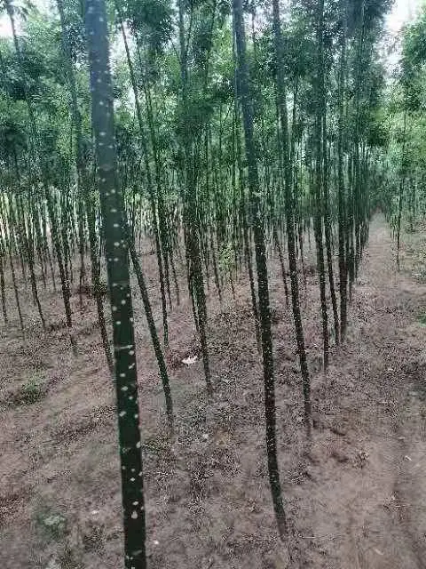 山东淄博淑女国槐小苗种植基地,淑女国槐苗厂家上车价格,淑女国槐苗产地报价,淑女国槐苗木供应商