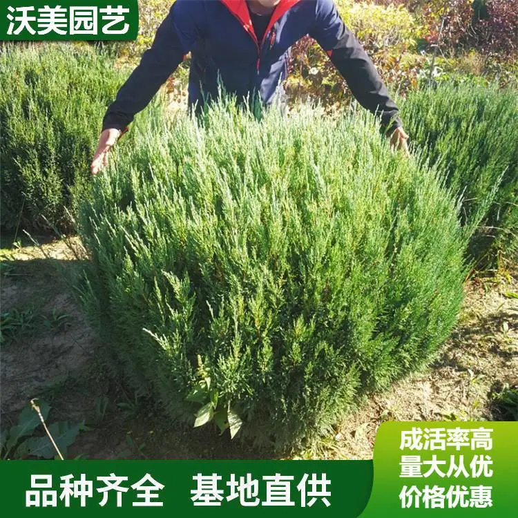 苗圃供应偃柏球树苗 四季常绿 荒山造林护坡苗圃绿化工程苗