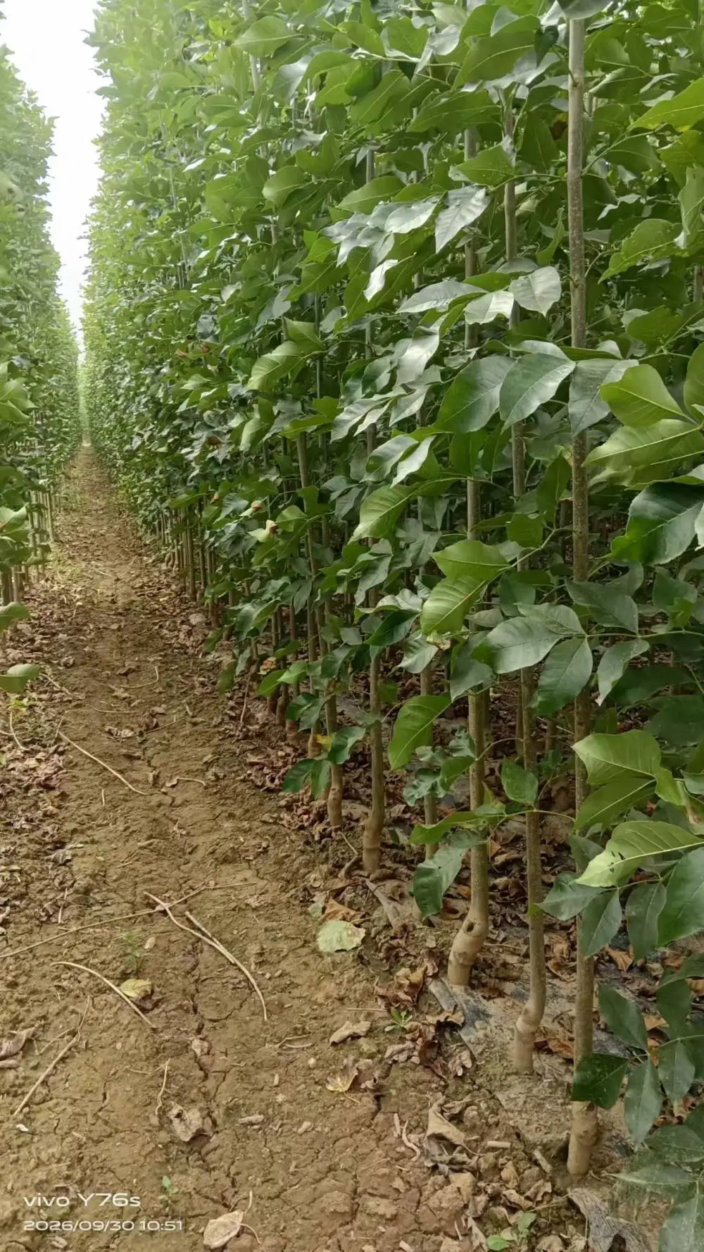 山东威海荣成速生白蜡树苗木基地批发,2公分，4公分，5公分白蜡小苗产地报价,白蜡苗木供应商厂家上车价格