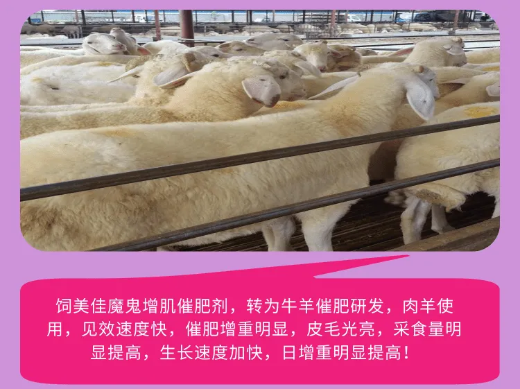 饲美佳 架子牛催肥剂 羊用催肥促长添加剂 改善体型多长瘦肉