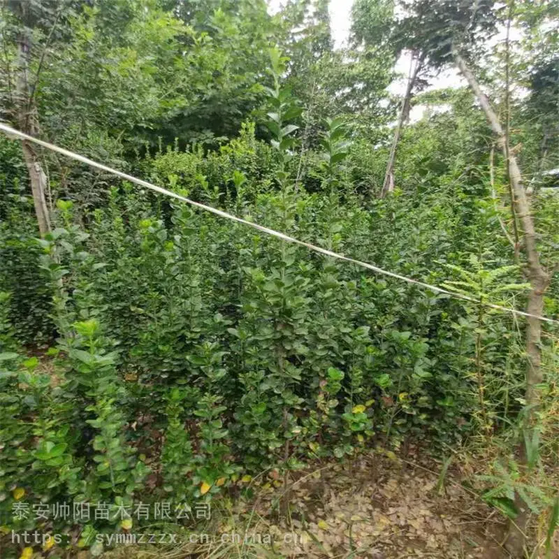 60公分北海道黄杨 种植基地 帅阳 30公分北海道黄杨 批发基地地址