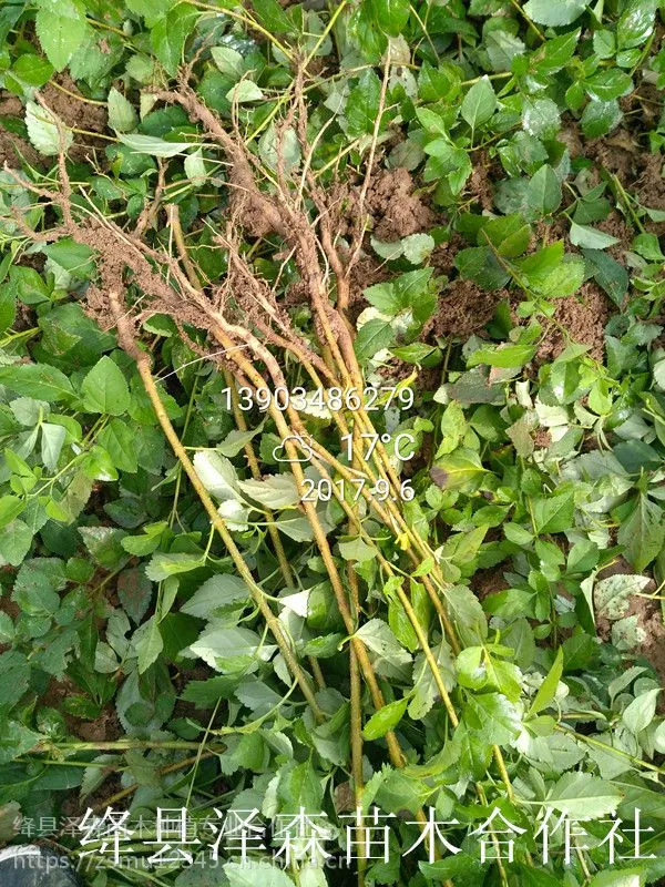 山西药用连翘苗货源地 一年生二年生三年生连翘苗种植基地价格