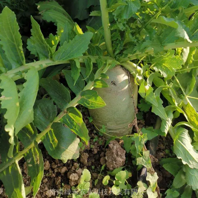 沙窝萝卜种子春秋种植生长期短翠绿根圆柱形基地专用