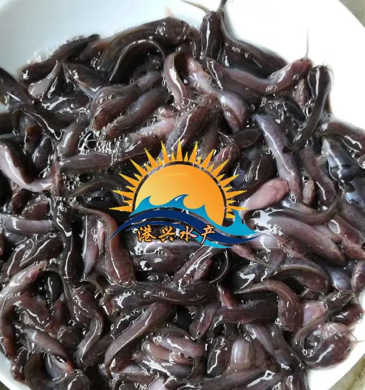 查看详情 江西塘鲺苗防城港大规格塘鲺鱼苗 三黄塘鲺鱼苗
