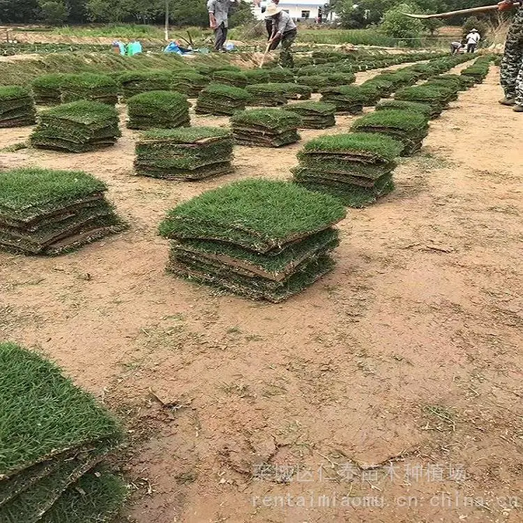 出售 免修剪草坪 江 苏草皮 羽叶茑萝 种子 红背桂