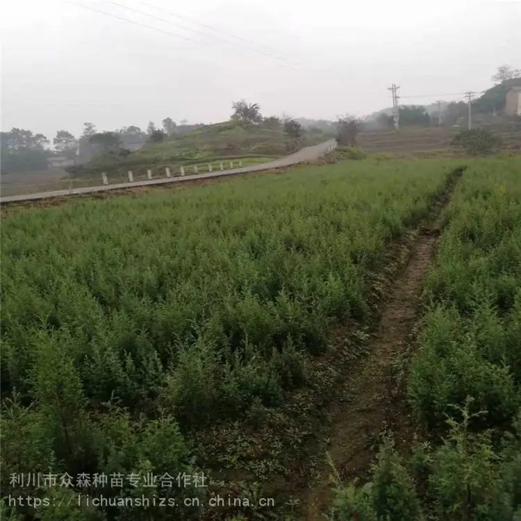 一年生柏木苗 众森种苗 欢迎来电 柏木苗销售