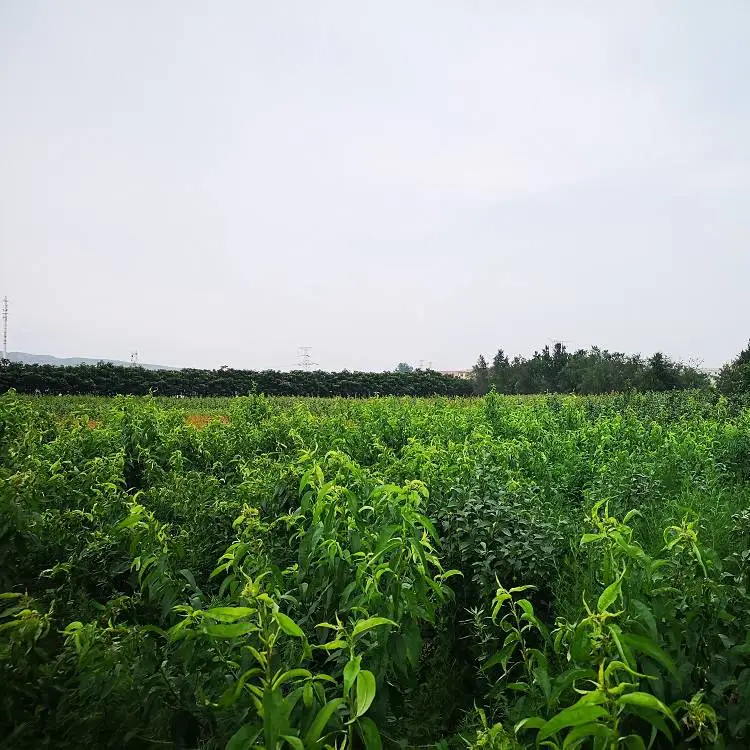 东北耐寒西梅基地法兰西梅苗当天挖苗顺丰速递西梅苗好成活