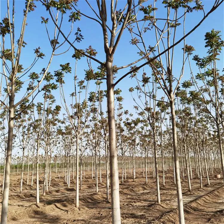 千头椿树-树大型好-园林观赏-远销广西防城港百色河池北海
